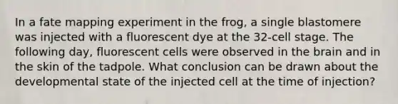 In a fate mapping experiment in the frog, a single blastomere was injected with a fluorescent dye at the 32-cell stage. The following day, fluorescent cells were observed in the brain and in the skin of the tadpole. What conclusion can be drawn about the developmental state of the injected cell at the time of injection?