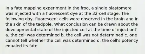 In a fate mapping experiment in the frog, a single blastomere was injected with a fluorescent dye at the 32-cell stage. The following day, fluorescent cells were observed in the brain and in the skin of the tadpole. What conclusion can be drawn about the developmental state of the injected cell at the time of injection? a. the cell was determined b. the cell was not determined c. one cannot tell whether the cell was determined d. the cell's potency equaled its fate