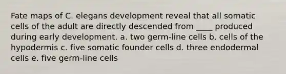 Fate maps of C. elegans development reveal that all somatic cells of the adult are directly descended from ____ produced during early development. a. two germ-line cells b. cells of the hypodermis c. five somatic founder cells d. three endodermal cells e. five germ-line cells