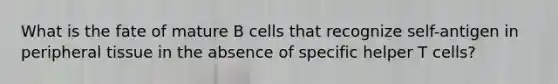 What is the fate of mature B cells that recognize self-antigen in peripheral tissue in the absence of specific helper T cells?