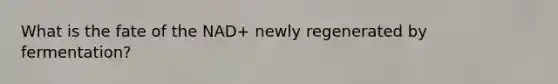 What is the fate of the NAD+ newly regenerated by fermentation?