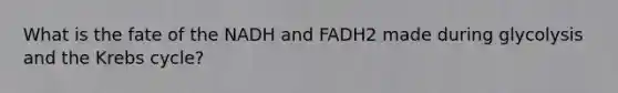 What is the fate of the NADH and FADH2 made during glycolysis and the Krebs cycle?