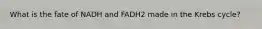 What is the fate of NADH and FADH2 made in the Krebs cycle?