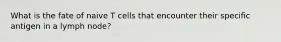 What is the fate of naive T cells that encounter their specific antigen in a lymph node?