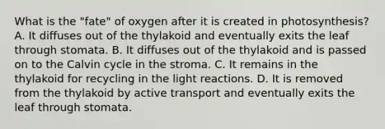 What is the "fate" of oxygen after it is created in photosynthesis? A. It diffuses out of the thylakoid and eventually exits the leaf through stomata. B. It diffuses out of the thylakoid and is passed on to the Calvin cycle in the stroma. C. It remains in the thylakoid for recycling in the light reactions. D. It is removed from the thylakoid by active transport and eventually exits the leaf through stomata.