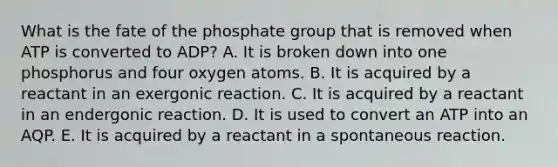 What is the fate of the phosphate group that is removed when ATP is converted to ADP? A. It is broken down into one phosphorus and four oxygen atoms. B. It is acquired by a reactant in an exergonic reaction. C. It is acquired by a reactant in an endergonic reaction. D. It is used to convert an ATP into an AQP. E. It is acquired by a reactant in a spontaneous reaction.