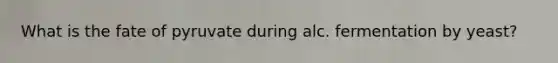 What is the fate of pyruvate during alc. fermentation by yeast?