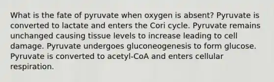 What is the fate of pyruvate when oxygen is absent? Pyruvate is converted to lactate and enters the Cori cycle. Pyruvate remains unchanged causing tissue levels to increase leading to cell damage. Pyruvate undergoes gluconeogenesis to form glucose. Pyruvate is converted to acetyl-CoA and enters cellular respiration.