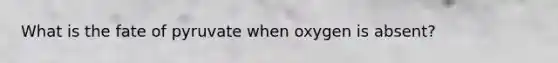 What is the fate of pyruvate when oxygen is absent?