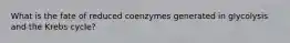What is the fate of reduced coenzymes generated in glycolysis and the Krebs cycle?