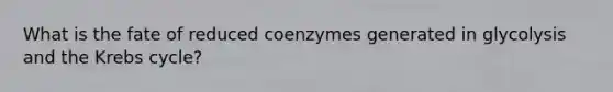 What is the fate of reduced coenzymes generated in glycolysis and the Krebs cycle?