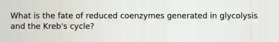 What is the fate of reduced coenzymes generated in glycolysis and the Kreb's cycle?