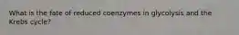 What is the fate of reduced coenzymes in glycolysis and the Krebs cycle?