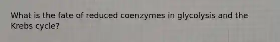 What is the fate of reduced coenzymes in glycolysis and the Krebs cycle?