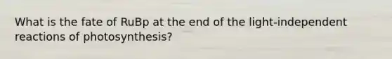 What is the fate of RuBp at the end of the light-independent reactions of photosynthesis?