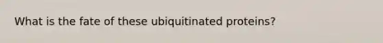 What is the fate of these ubiquitinated proteins?