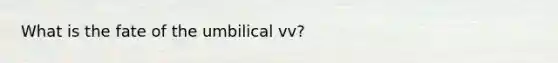 What is the fate of the umbilical vv?