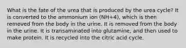 What is the fate of the urea that is produced by the urea cycle? It is converted to the ammonium ion (NH+4), which is then removed from the body in the urine. It is removed from the body in the urine. It is transaminated into glutamine, and then used to make protein. It is recycled into the citric acid cycle.