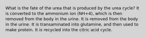 What is the fate of the urea that is produced by the urea cycle? It is converted to the ammonium ion (NH+4), which is then removed from the body in the urine. It is removed from the body in the urine. It is transaminated into glutamine, and then used to make protein. It is recycled into the citric acid cycle.