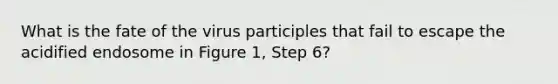 What is the fate of the virus participles that fail to escape the acidified endosome in Figure 1, Step 6?