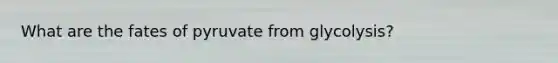 What are the fates of pyruvate from glycolysis?