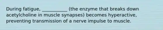 During fatigue, ___________ (the enzyme that breaks down acetylcholine in muscle synapses) becomes hyperactive, preventing transmission of a nerve impulse to muscle.