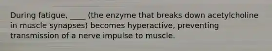 During fatigue, ____ (the enzyme that breaks down acetylcholine in muscle synapses) becomes hyperactive, preventing transmission of a nerve impulse to muscle.