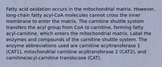 Fatty acid oxidation occurs in the mitochondrial matrix. However, long‑chain fatty acyl‑CoA molecules cannot cross the inner membrane to enter the matrix. The carnitine shuttle system transfers the acyl group from CoA to carnitine, forming fatty acyl‑carnitine, which enters the mitochondrial matrix. Label the enzymes and compounds of the carnitine shuttle system. The enzyme abbreviations used are carnitine acyltransferase 1 (CAT1), mitochondrial carnitine acyltransferase 2 (CAT2), and carnitine/acyl‑carnitine translocase (CAT).