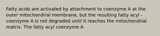 Fatty acids are activated by attachment to coenzyme A at the outer mitochondrial membrane, but the resulting fatty acyl - coenzyme A is not degraded until it reaches the mitochondrial matrix. The fatty acyl coenzyme A