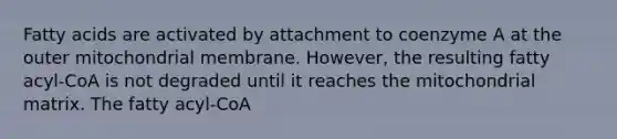 Fatty acids are activated by attachment to coenzyme A at the outer mitochondrial membrane. However, the resulting fatty acyl‑CoA is not degraded until it reaches the mitochondrial matrix. The fatty acyl‑CoA