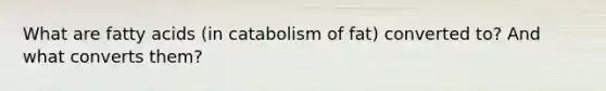 What are fatty acids (in catabolism of fat) converted to? And what converts them?