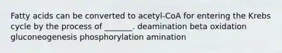 Fatty acids can be converted to acetyl-CoA for entering the Krebs cycle by the process of _______. deamination beta oxidation gluconeogenesis phosphorylation amination