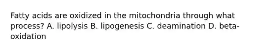 Fatty acids are oxidized in the mitochondria through what process? A. lipolysis B. lipogenesis C. deamination D. beta-oxidation