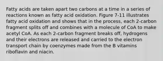 Fatty acids are taken apart two carbons at a time in a series of reactions known as fatty acid oxidation. Figure 7-11 illustrates fatty acid oxidation and shows that in the process, each 2-carbon fragment splits off and combines with a molecule of CoA to make acetyl CoA. As each 2-carbon fragment breaks off, hydrogens and their electrons are released and carried to <a href='https://www.questionai.com/knowledge/k57oGBr0HP-the-electron-transport-chain' class='anchor-knowledge'>the electron transport chain</a> by coenzymes made from the B vitamins riboflavin and niacin.