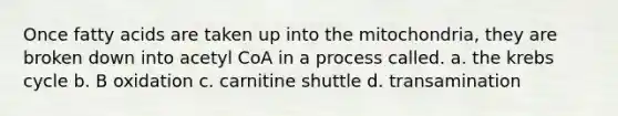 Once fatty acids are taken up into the mitochondria, they are broken down into acetyl CoA in a process called. a. the <a href='https://www.questionai.com/knowledge/kqfW58SNl2-krebs-cycle' class='anchor-knowledge'>krebs cycle</a> b. B oxidation c. carnitine shuttle d. transamination