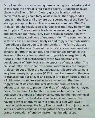 Fatty liver also occurs in laying hens on a high carbohydrate diet. In this case the animal is fed excess energy. Lipogenesis takes place in the liver of birds. Dietary glucose is absorbed and converted to long chain fatty acids in liver. The triglycerides remain in the liver until they are transported out of the liver for storage in adipose tissue. The liver may accumulate 30-50% triglyceride. The result is an enlarged liver that may hemorrhage and rupture. The syndrome leads to decreased egg production and increased mortality. Fatty liver occurs in association with ketosis or other conditions of undernutrition. The common factor in these cases is increased lipolysis and triglyceride mobilization from adipose tissue due to undernutrition. The fatty acids are taken up by the liver. Some of the fatty acids are combined with glycerol to form triglycerides. The triglycerides remain in the liver until they are transported out to provide energy for body tissues. Note that metabolically these two situations for development of fatty liver are the opposite of one another. The cause of fatty liver is that the normal mechanisms to transport triglyceride out of liver are not adequate. A lipoprotein called a very low density lipoproteins (VLDL) must be formed in the liver to transport fat out of liver and deliver it to body tissues. This is a lipid-protein complex similar to a chylomicron that has triglyceride at its core. The liver does not produce these in adequate amounts to prevent build up of triglyceride. For laying hens, the treatment is to alter the composition of the diet to decrease the amount of energy consumed by the hen. Removal of some corn from the diet and replacing it with feedstuffs having a lower energy value will produce a diet with lower metabolizable energy. For fatty liver occurring in conjunction with ketosis or other conditions of negative energy balance, the primary condition of energy intake must be addressed.