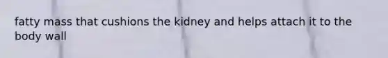 fatty mass that cushions the kidney and helps attach it to the body wall