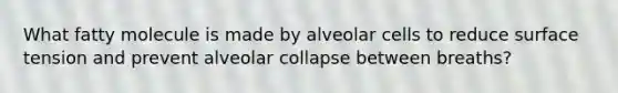 What fatty molecule is made by alveolar cells to reduce surface tension and prevent alveolar collapse between breaths?