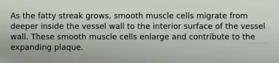 As the fatty streak grows, smooth muscle cells migrate from deeper inside the vessel wall to the interior surface of the vessel wall. These smooth muscle cells enlarge and contribute to the expanding plaque.