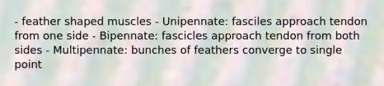 - feather shaped muscles - Unipennate: fasciles approach tendon from one side - Bipennate: fascicles approach tendon from both sides - Multipennate: bunches of feathers converge to single point