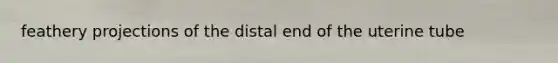 feathery projections of the distal end of the uterine tube