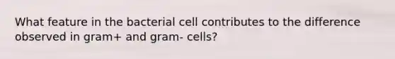 What feature in the bacterial cell contributes to the difference observed in gram+ and gram- cells?