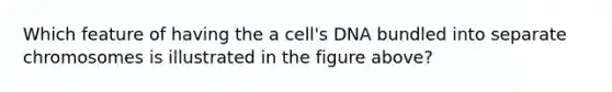 Which feature of having the a cell's DNA bundled into separate chromosomes is illustrated in the figure above?