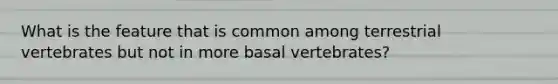 What is the feature that is common among terrestrial vertebrates but not in more basal vertebrates?