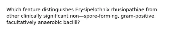 Which feature distinguishes Erysipelothnix rhusiopathiae from other clinically significant non—spore-forming, gram-positive, facultatively anaerobic bacilli?