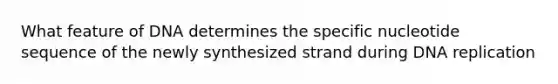 What feature of DNA determines the specific nucleotide sequence of the newly synthesized strand during DNA replication