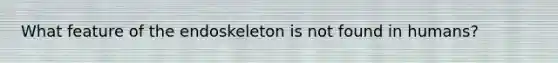 What feature of the endoskeleton is not found in humans?