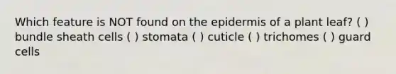 Which feature is NOT found on <a href='https://www.questionai.com/knowledge/kBFgQMpq6s-the-epidermis' class='anchor-knowledge'>the epidermis</a> of a plant leaf? ( ) bundle sheath cells ( ) stomata ( ) cuticle ( ) trichomes ( ) guard cells