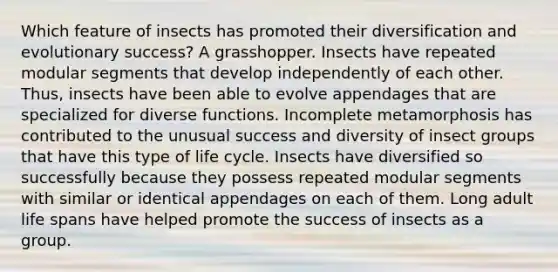 Which feature of insects has promoted their diversification and evolutionary success? A grasshopper. Insects have repeated modular segments that develop independently of each other. Thus, insects have been able to evolve appendages that are specialized for diverse functions. Incomplete metamorphosis has contributed to the unusual success and diversity of insect groups that have this type of life cycle. Insects have diversified so successfully because they possess repeated modular segments with similar or identical appendages on each of them. Long adult life spans have helped promote the success of insects as a group.