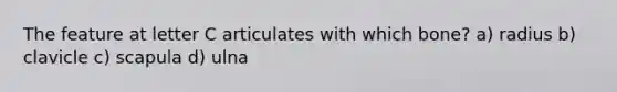The feature at letter C articulates with which bone? a) radius b) clavicle c) scapula d) ulna